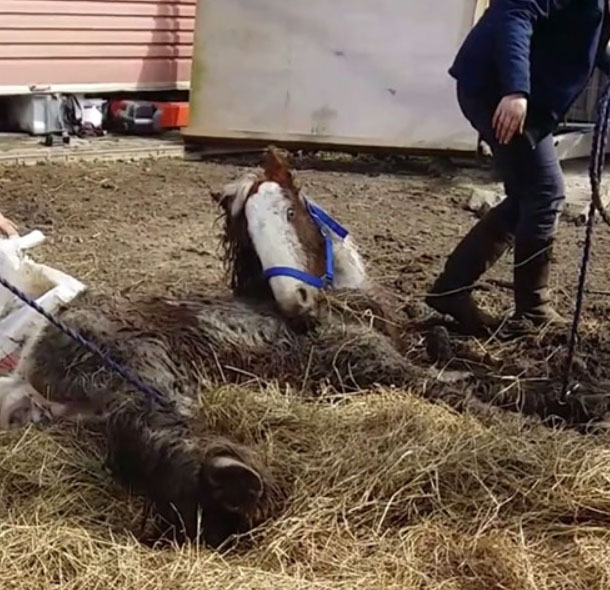 pony on the brink of death